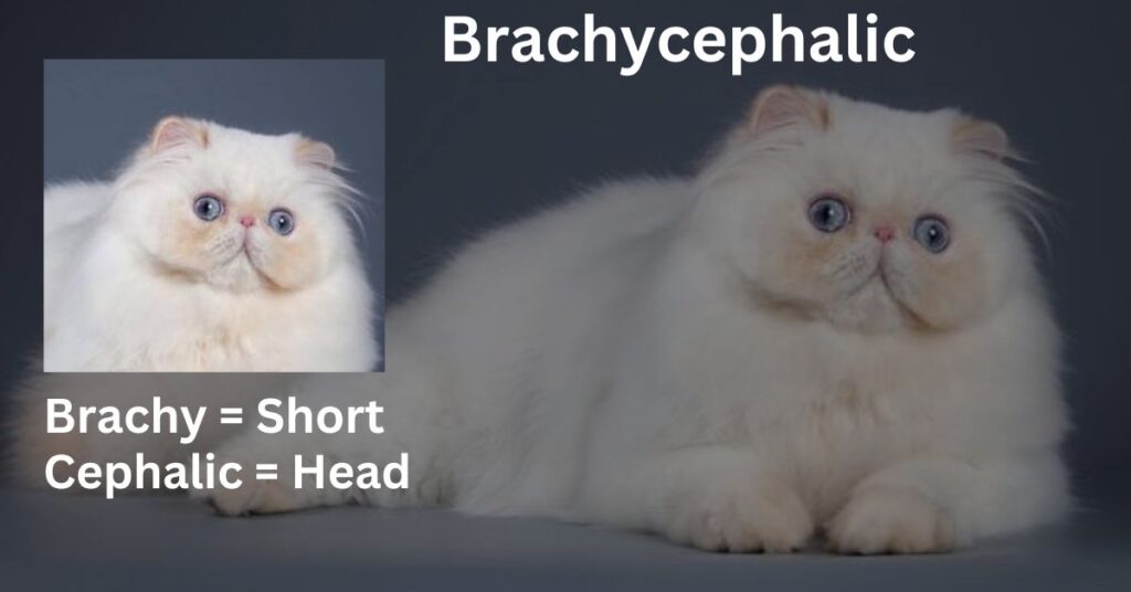 Brachycephaly Meaning