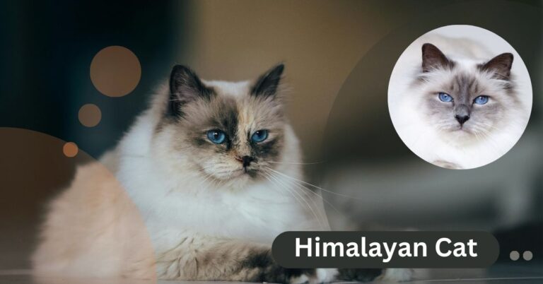 Himalayan cat price in india