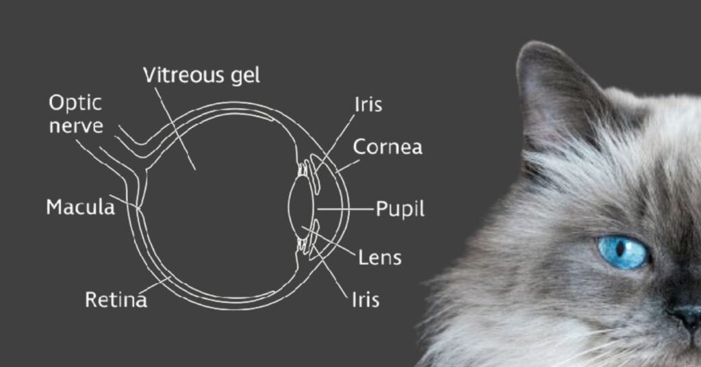 Progressive retinal atrophy in cats