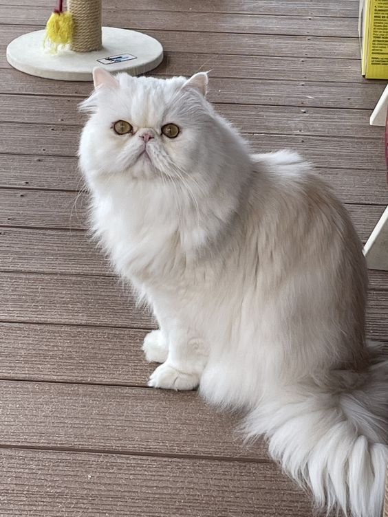 Exotic Persian cat
