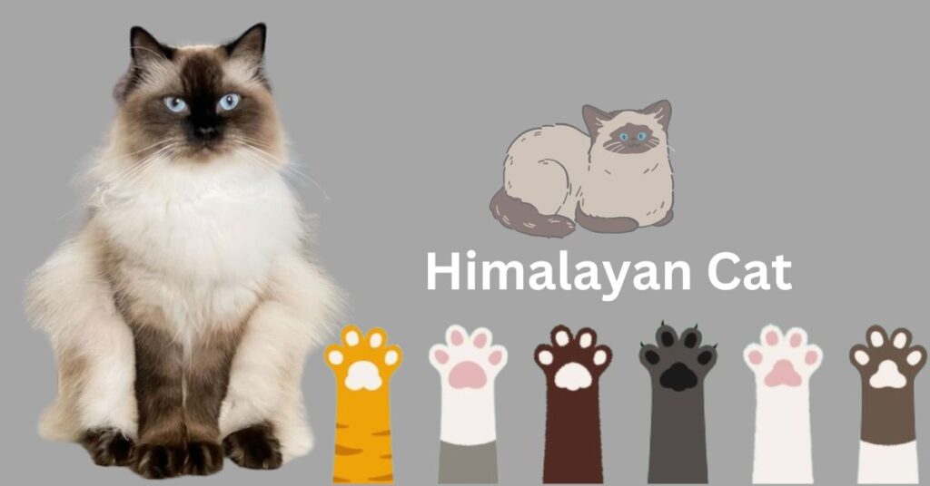 Himalayan cat
