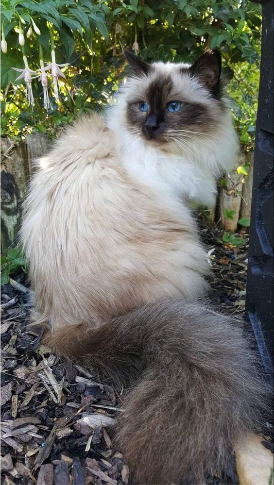Himalayan Persian cat