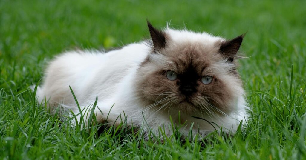 Himalayan cat 