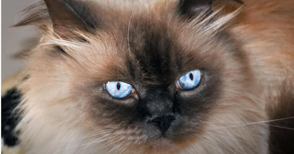 himalayan cat with blue eyes