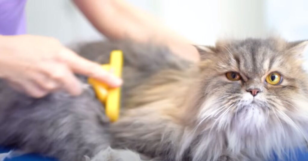 Himalayan cat care and grooming
