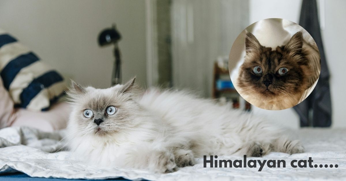 Himalayan cat price in India in rupees