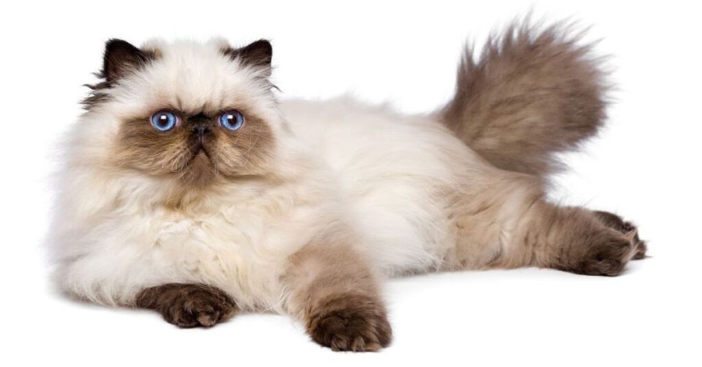 himalayan cat white background