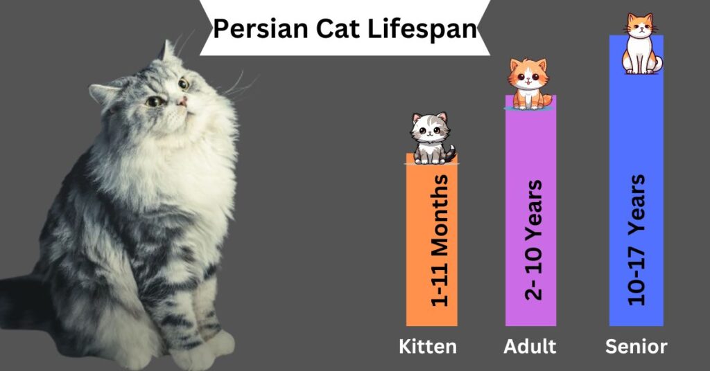 Persian cat lifespan