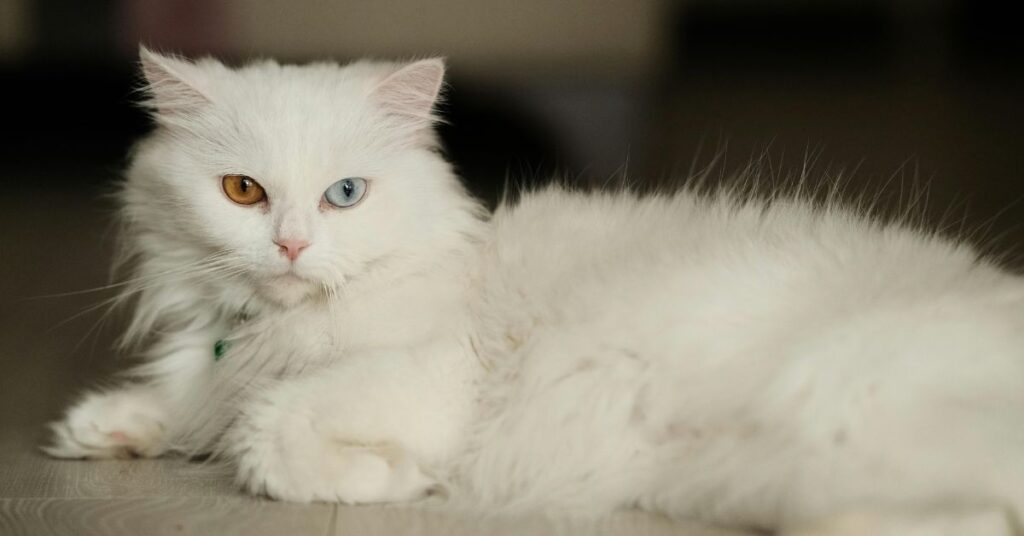 white persian cat odd eyes 