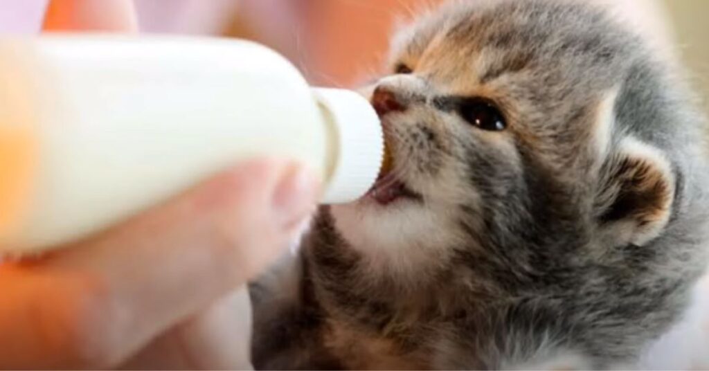 Can we give milk to Persian kitten