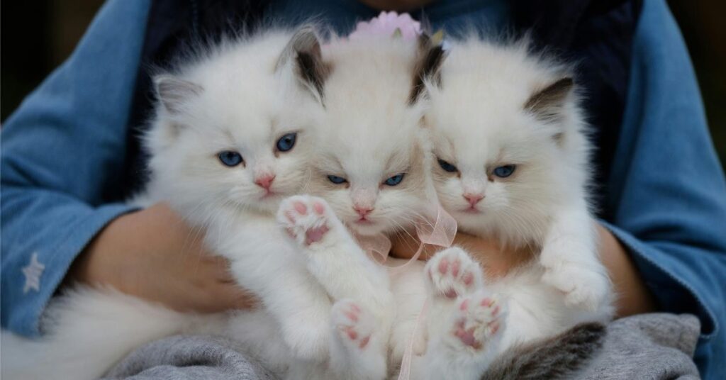 cute-ragdoll-kittens