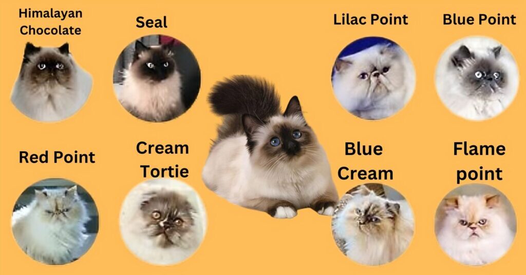 Himalayan cat color chart