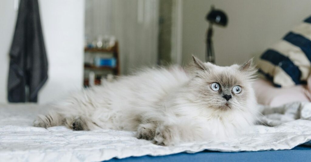 himalayan cat on bed