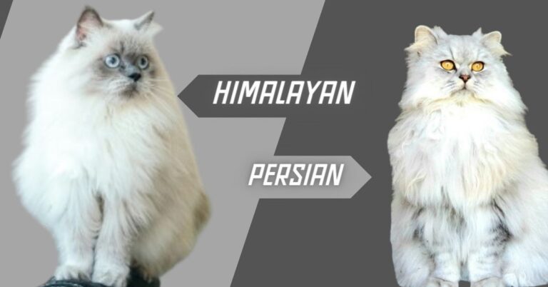 Himalayan cat vs Persian cat