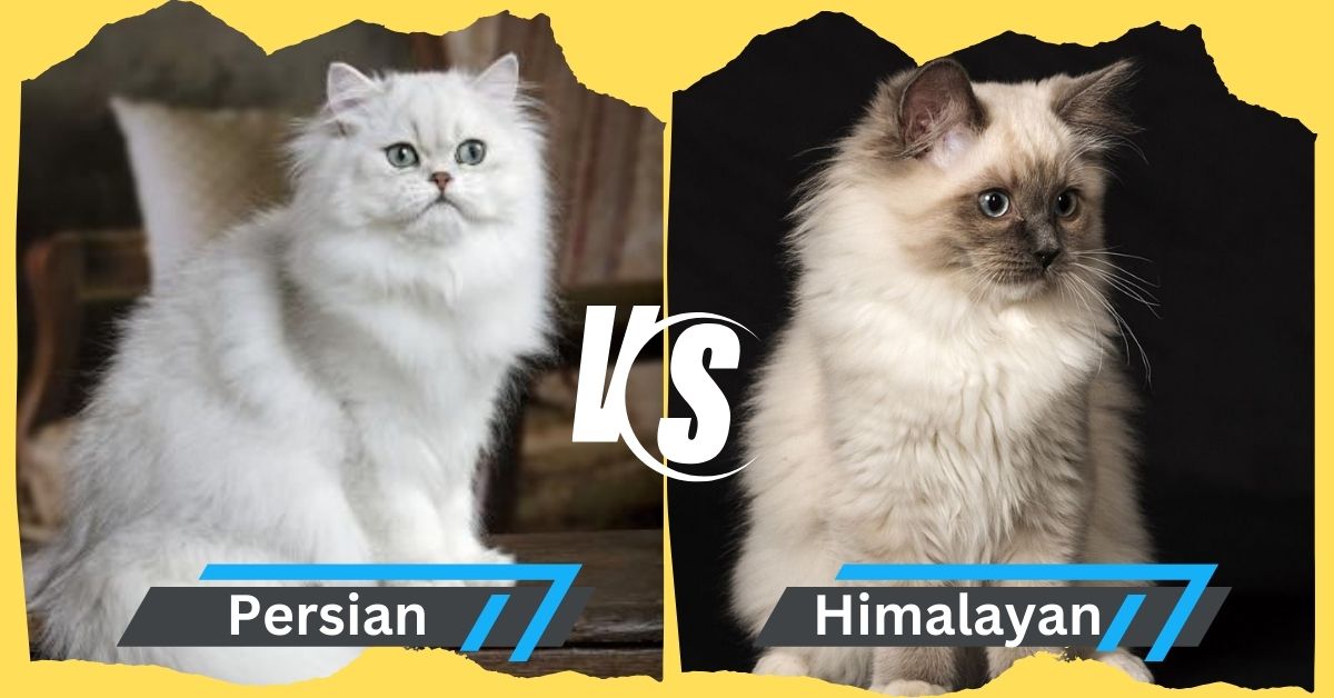 himalayan vs persian