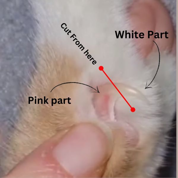 how to cut persian cat nail
