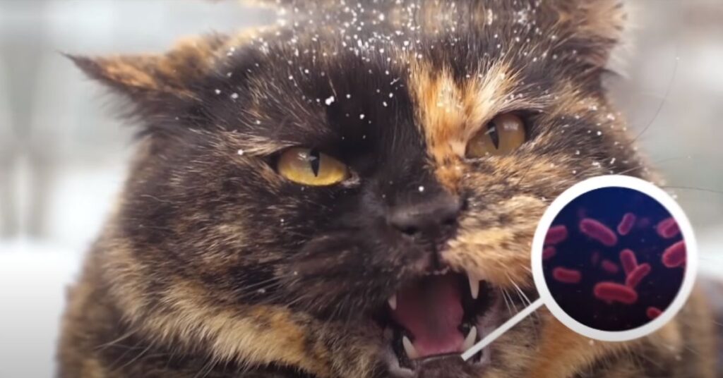 Persian cat dental issues