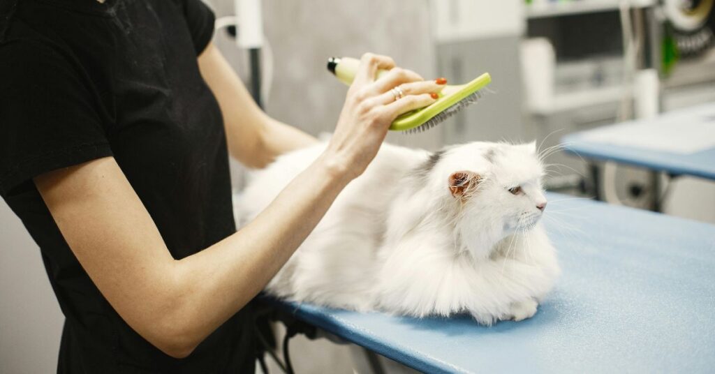 Persian Cat grooming