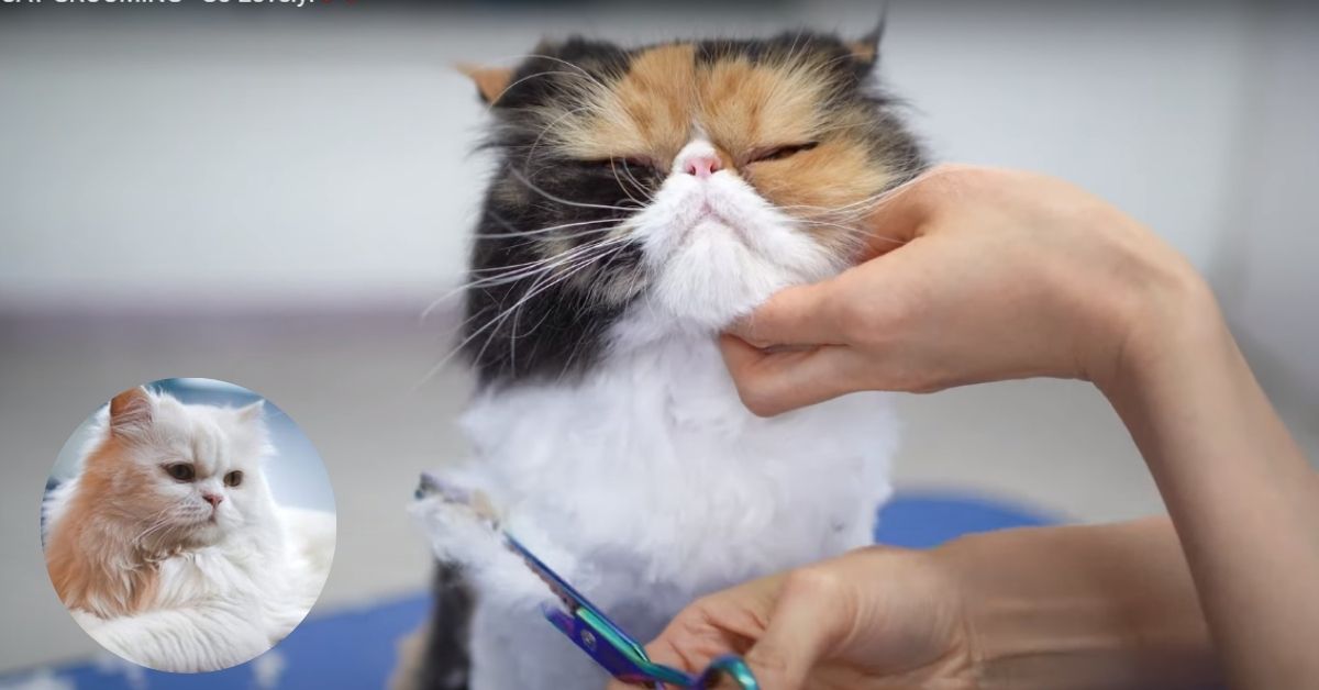 persian cat grooming tips