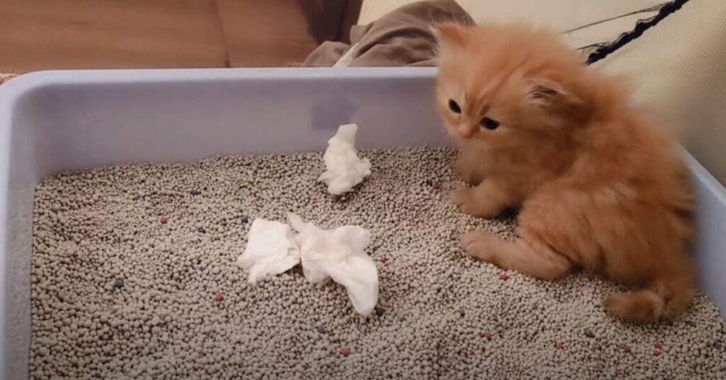 how to train Persian kitten for litter box