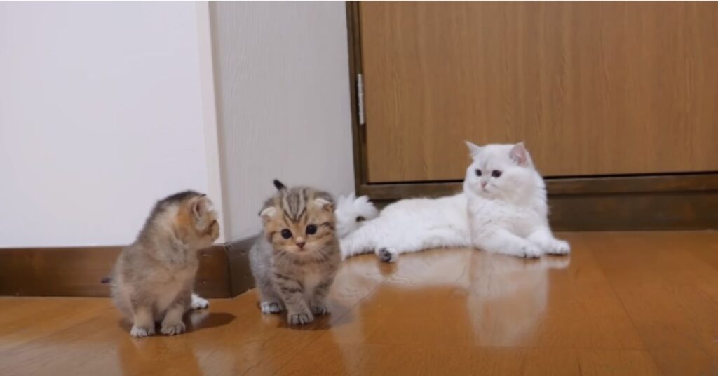 a group of kittens on a wood floor
