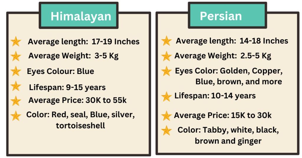 Himalayan cat Vs Persian cat difference