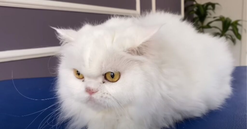 white persian cat