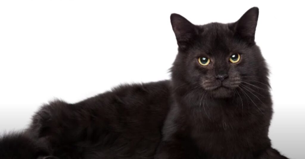 black ragdool cat