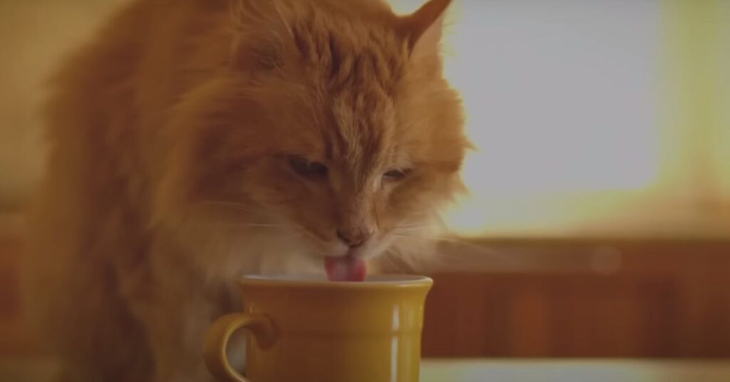 cat drinking milk from cup