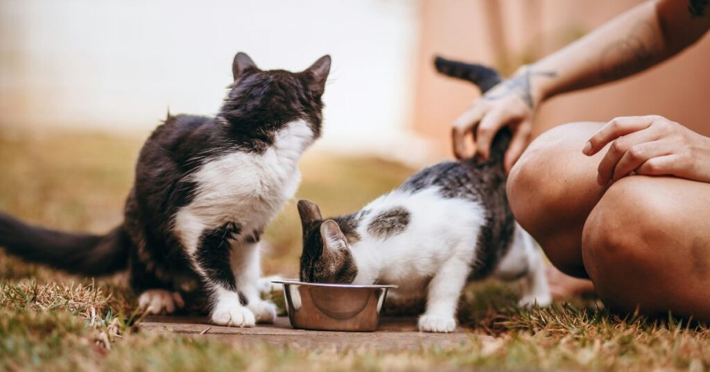 feeding kittens