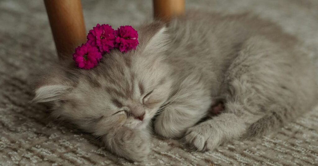 Hrey persian cat sleeping