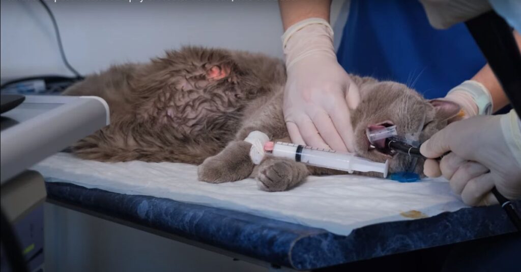 persian cat spaying