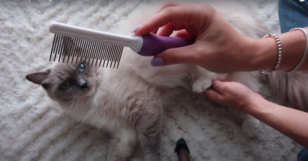 best grooming brush for ragdoll cats