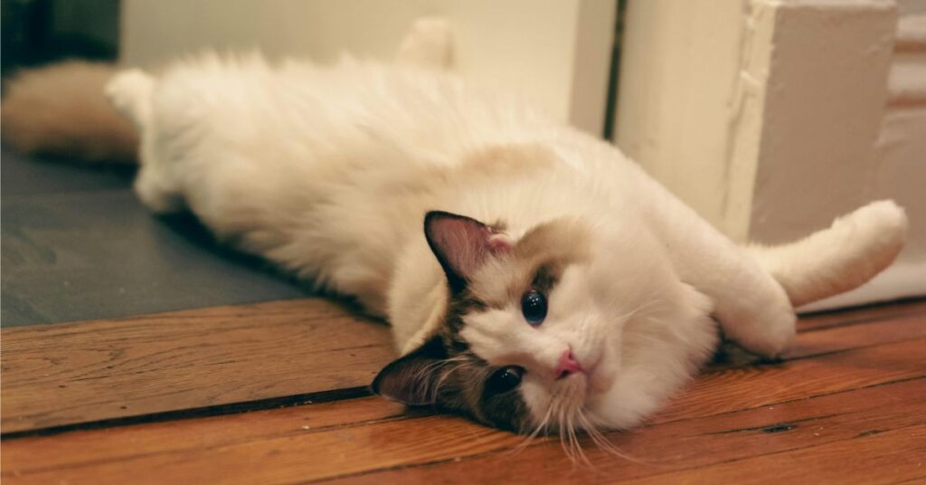 Ragdoll cat on wooden floor