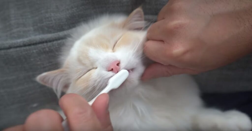Ragdoll cat teethbrush