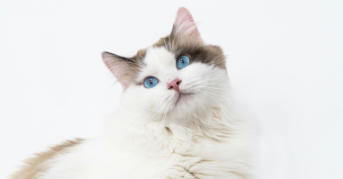 ragdoll cat cat with blue eyes