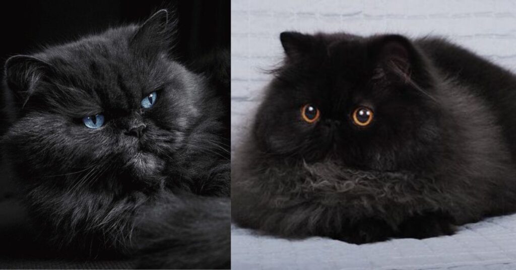 black himalayan kitten