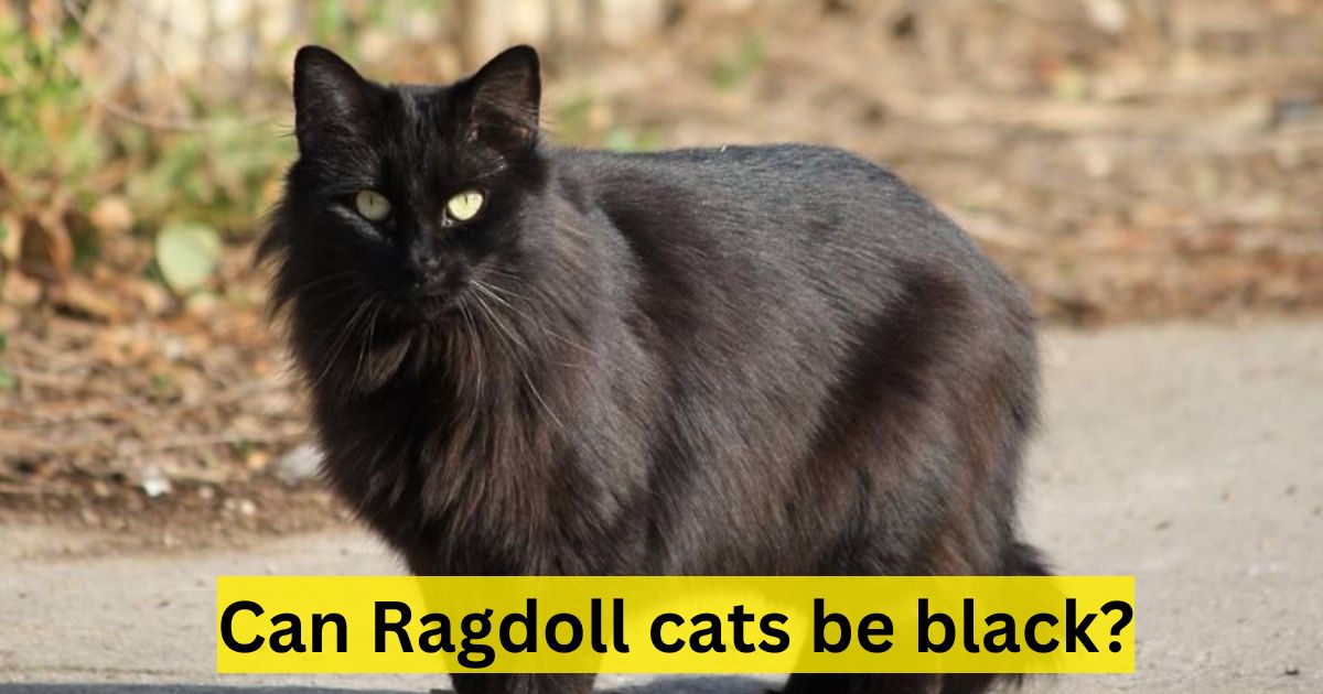 black ragdoll cat