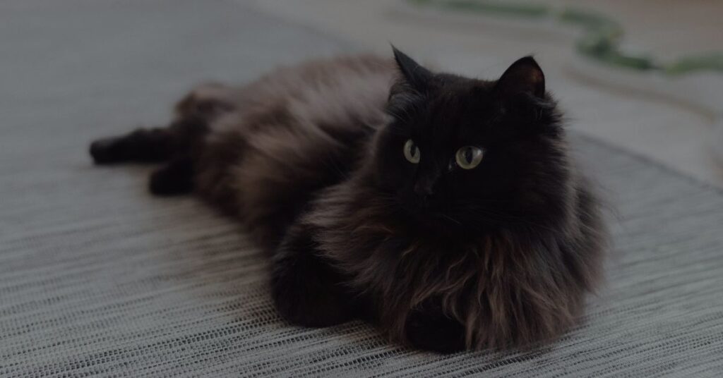 ragdoll cat black