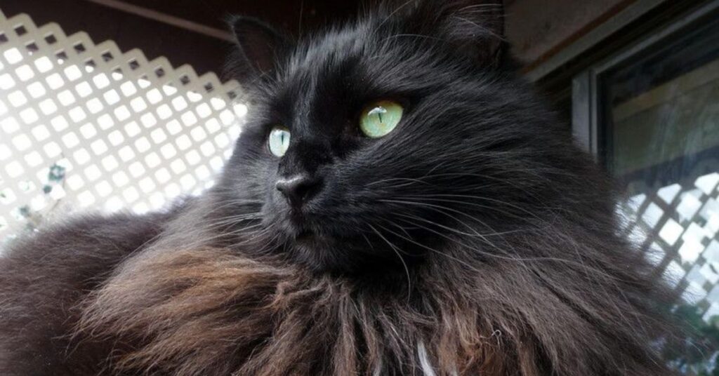 ragdoll black cat