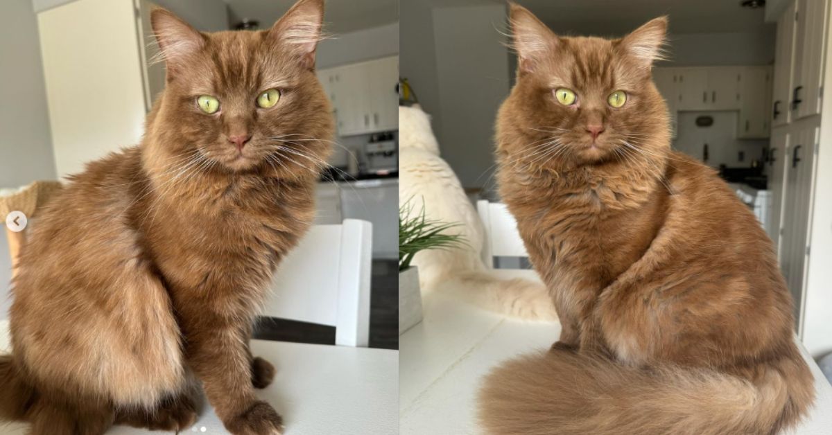 brown ragdoll cat