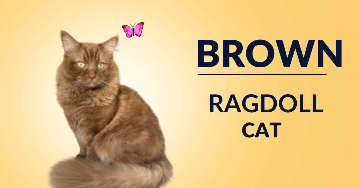 brown ragdoll cat