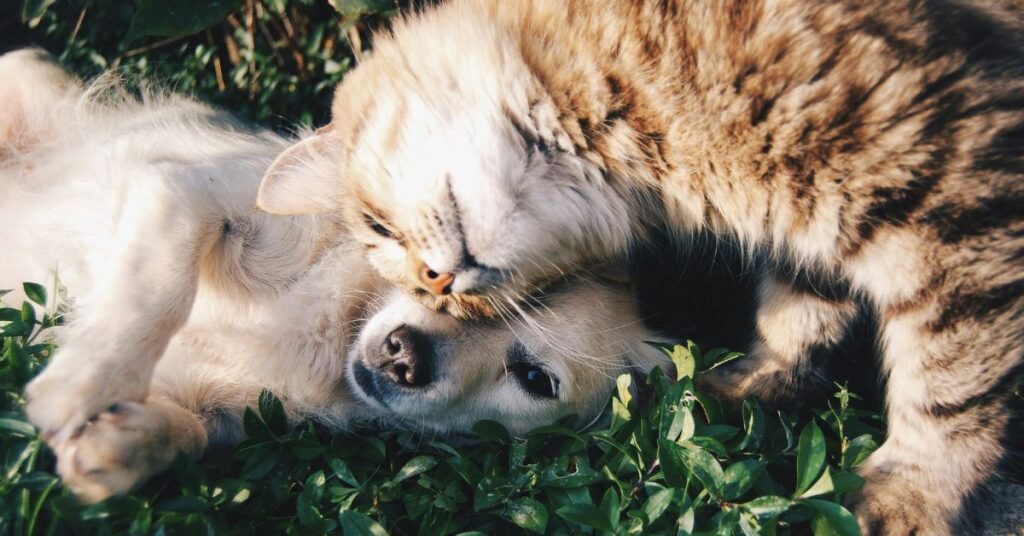 cat playing with dog