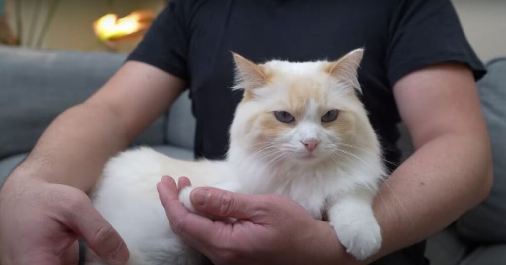 cat sitting on lap