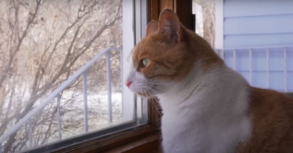 cat waiting for owner