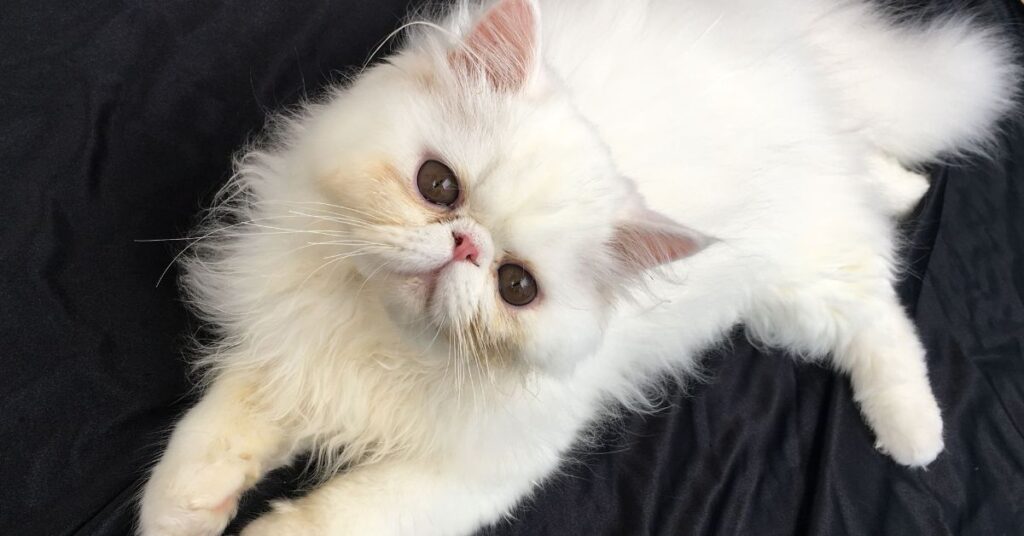 flame point himalayan kitten