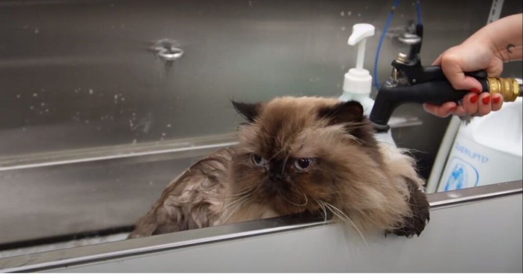 Himalayan cat bathing