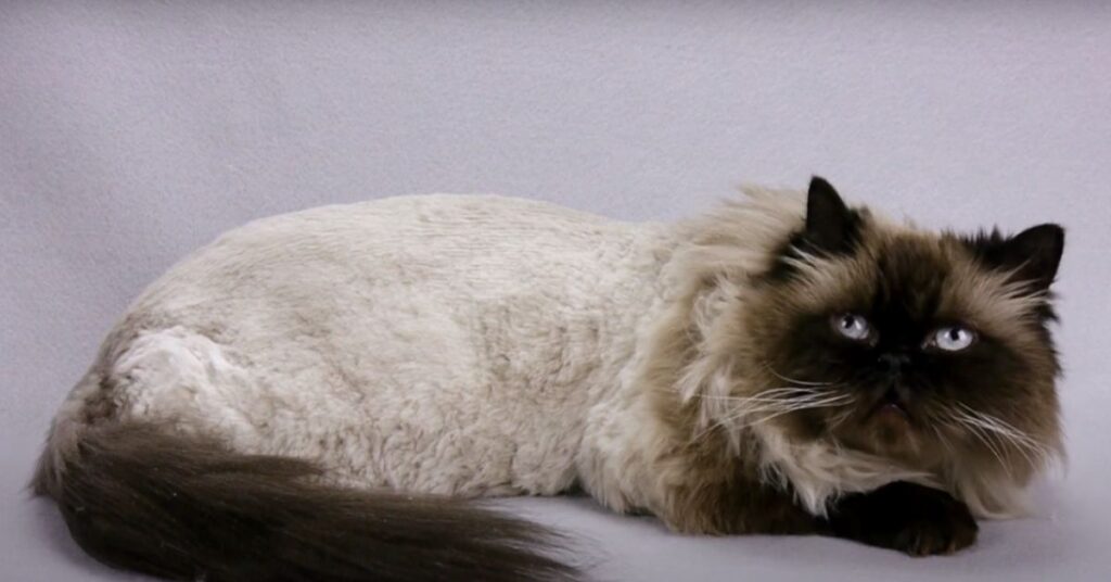 Are you supposed to shave Himalayan cats