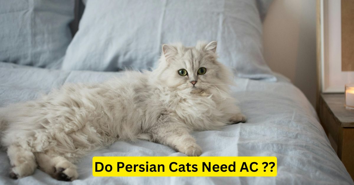 Persian cat on bed