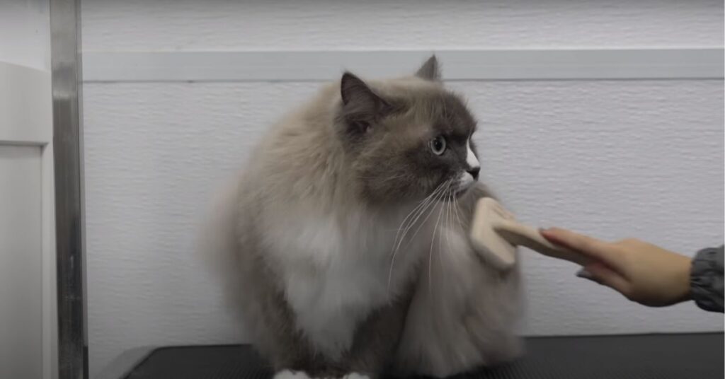 Ragdoll cat brushing